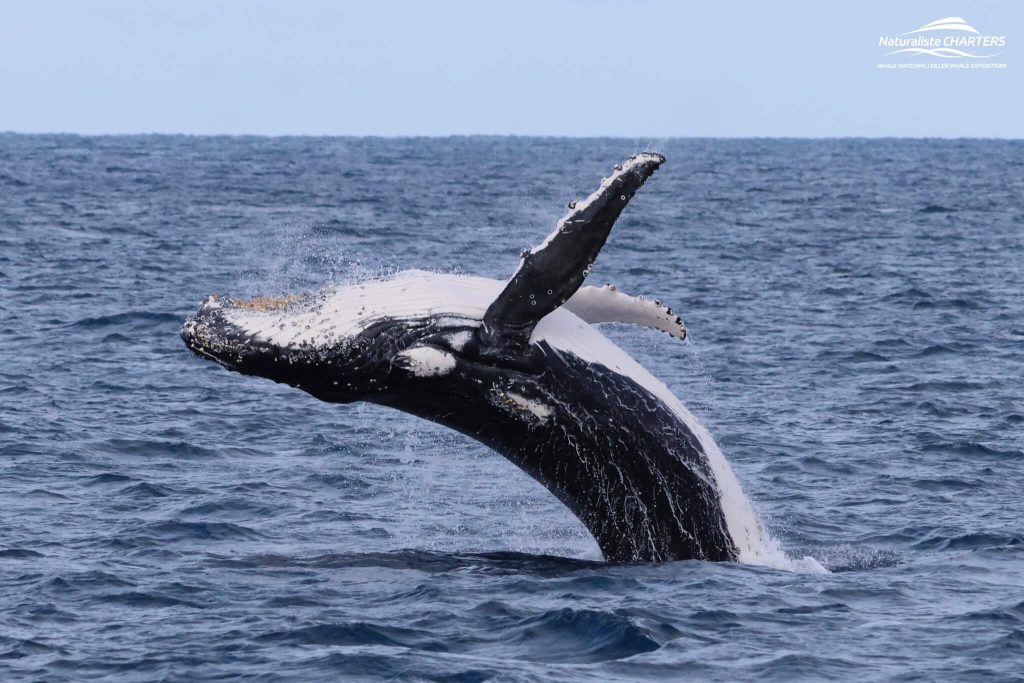 Humpback Whale breaching above the surface of the ocean in Flinders Bay