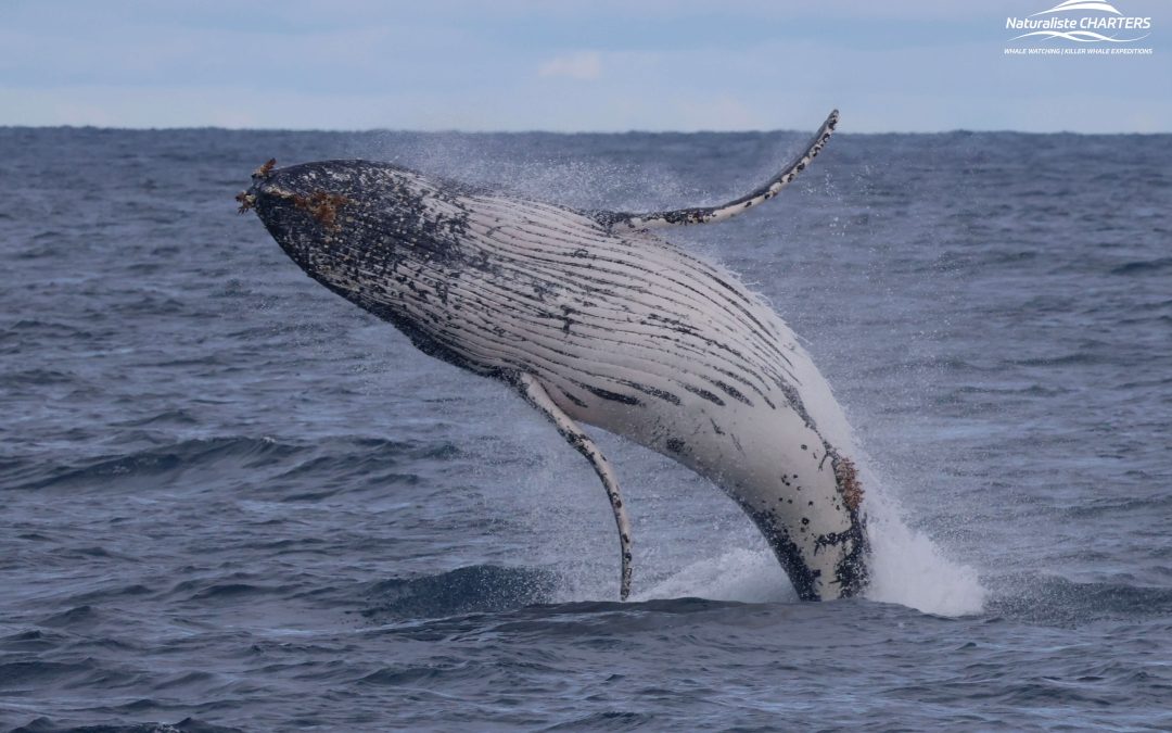 Western Australia’s Best Whale Tours