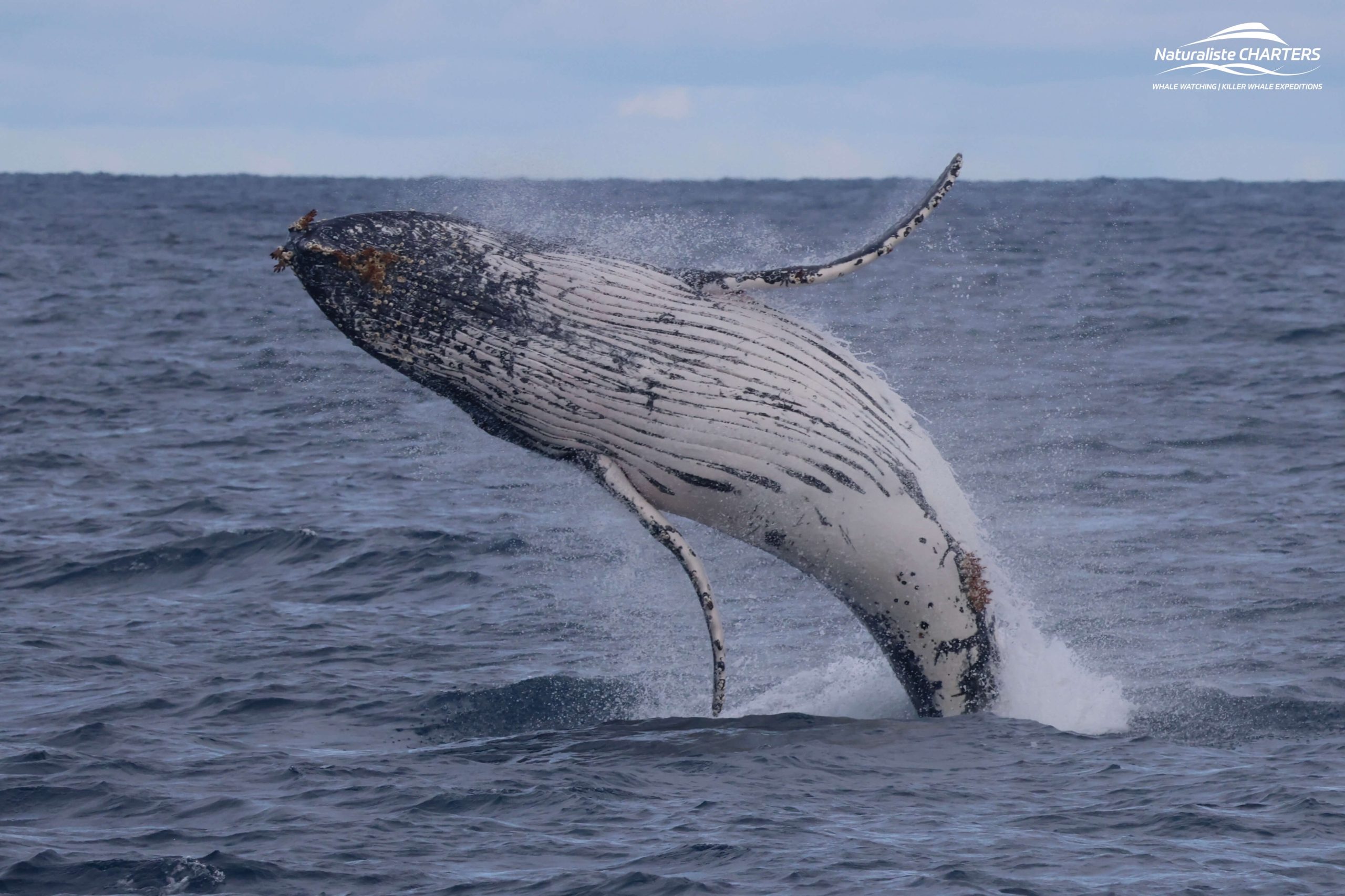 Western Australia’s Best Whale Tours