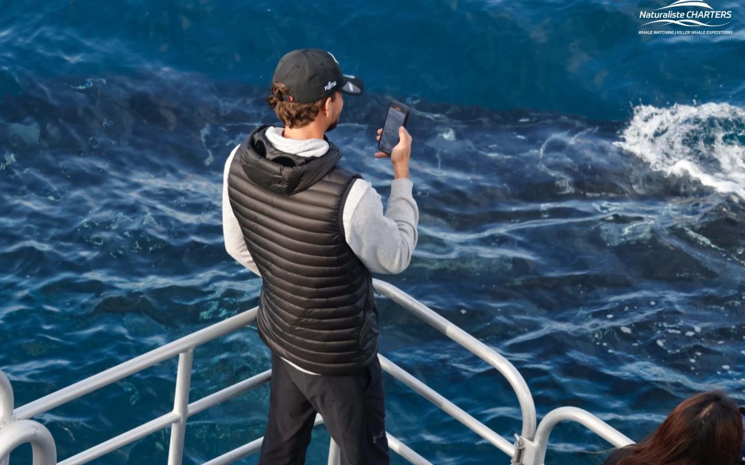 Let’s Go Whale Watching!