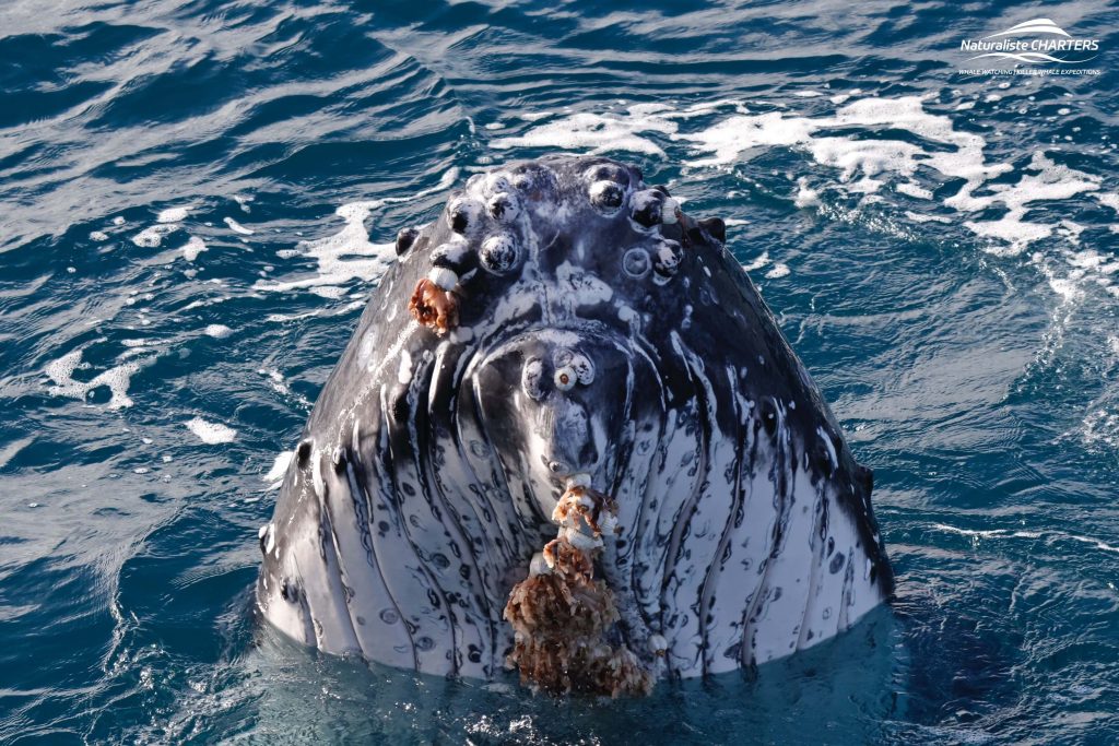A humpback whale spyhops close to the Naturaliste Charters catamaran in Flinders Bay