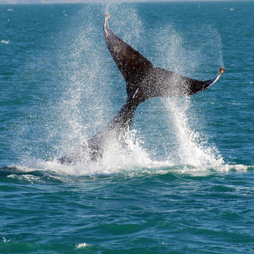 Dunsborough Whale Watching Tours in Geographe Bay