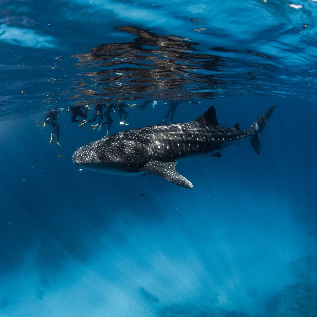 Photographer: Molly Altschwager - Three Islands Whale Shark Dive Exmouth