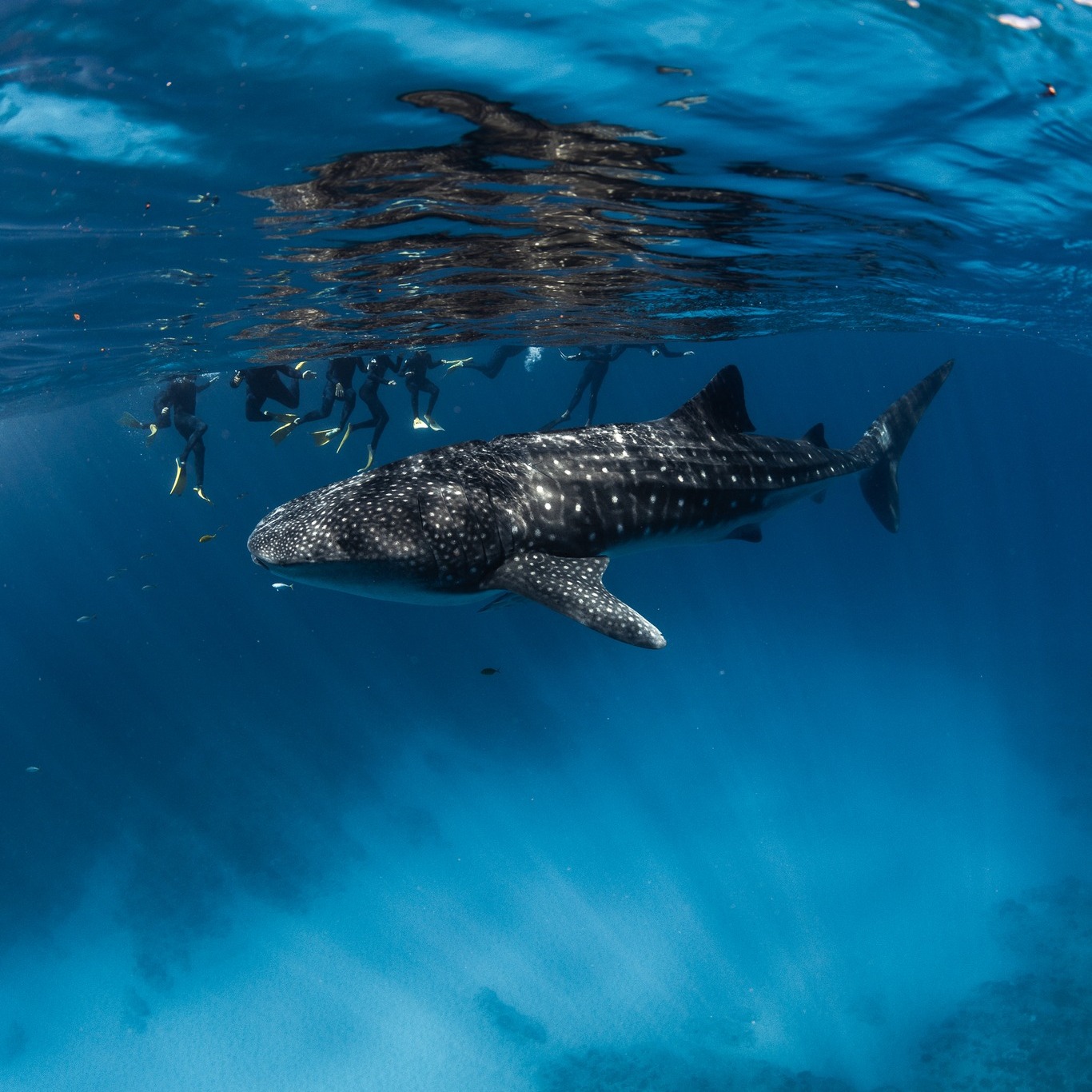 Whale Shark and divers in Exmouth (Image Credit: Three Islands Whale Shark Dive)