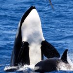 Spyhopping Orca in Bremer Canyon Western Australia