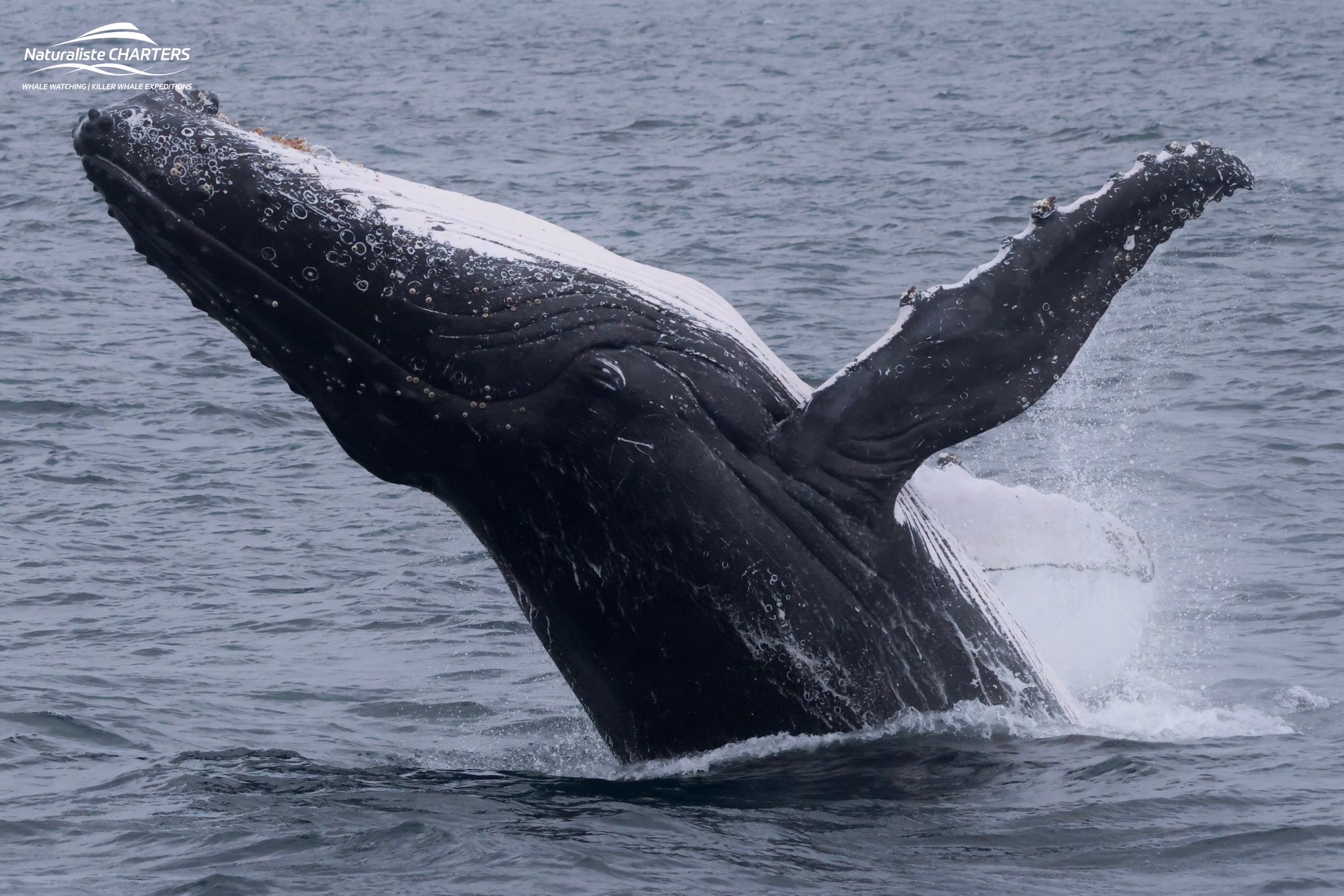 A humpback whale breeches 