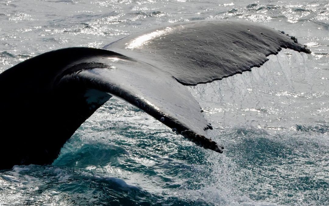 Whales Swim WA’s Coast See Them On Our Tours