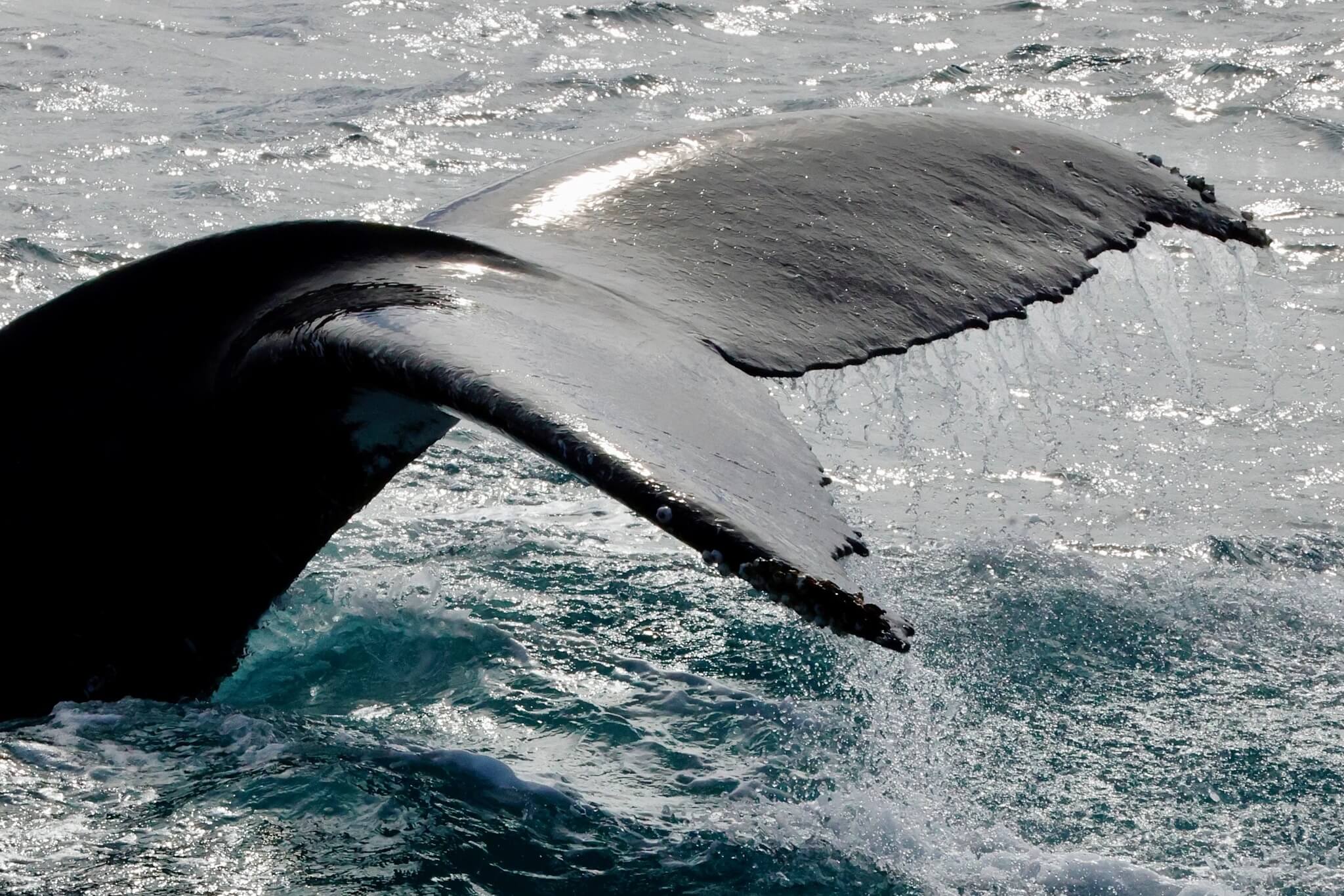 Whales Swim WA’s Coast See Them On Our Tours