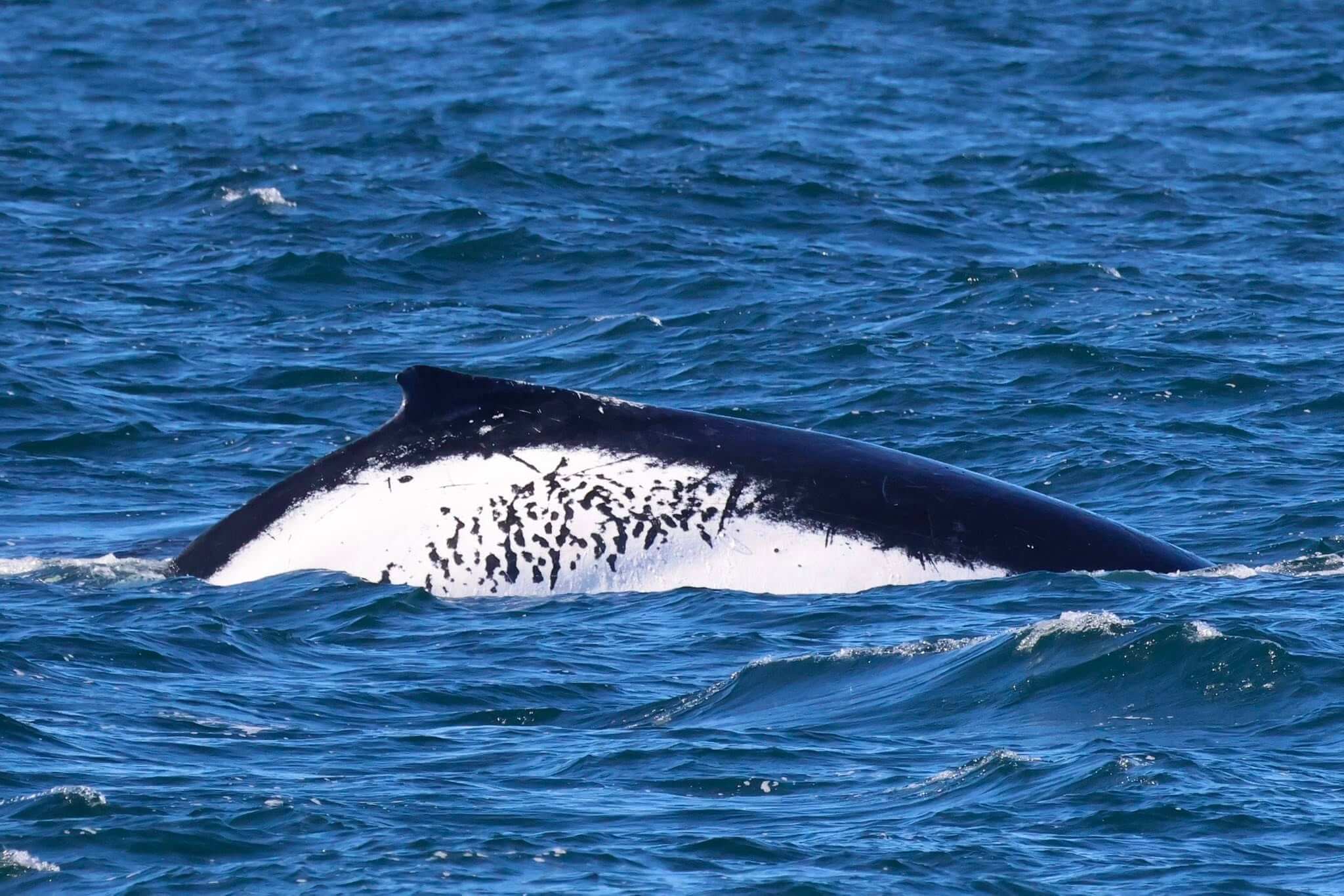 Whales are often identified by their tale flukes but other unique traits assists with their identification