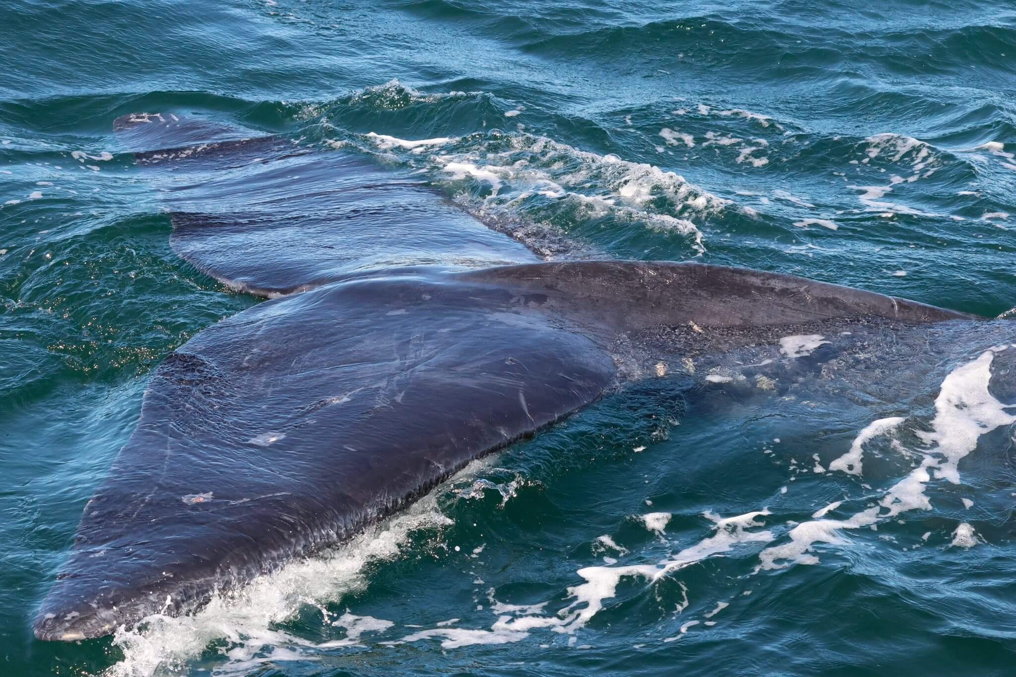 Whale Tail flukes in the deep turquoise ocean off Dunsborough's Geographe Bay