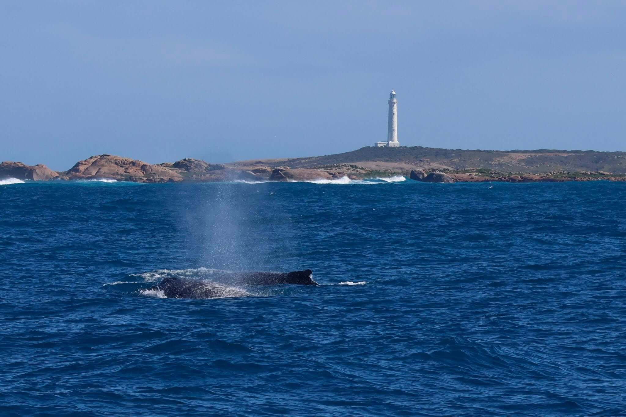 Two humpback whales logging at the surface of Flinders Bay off Augusta
