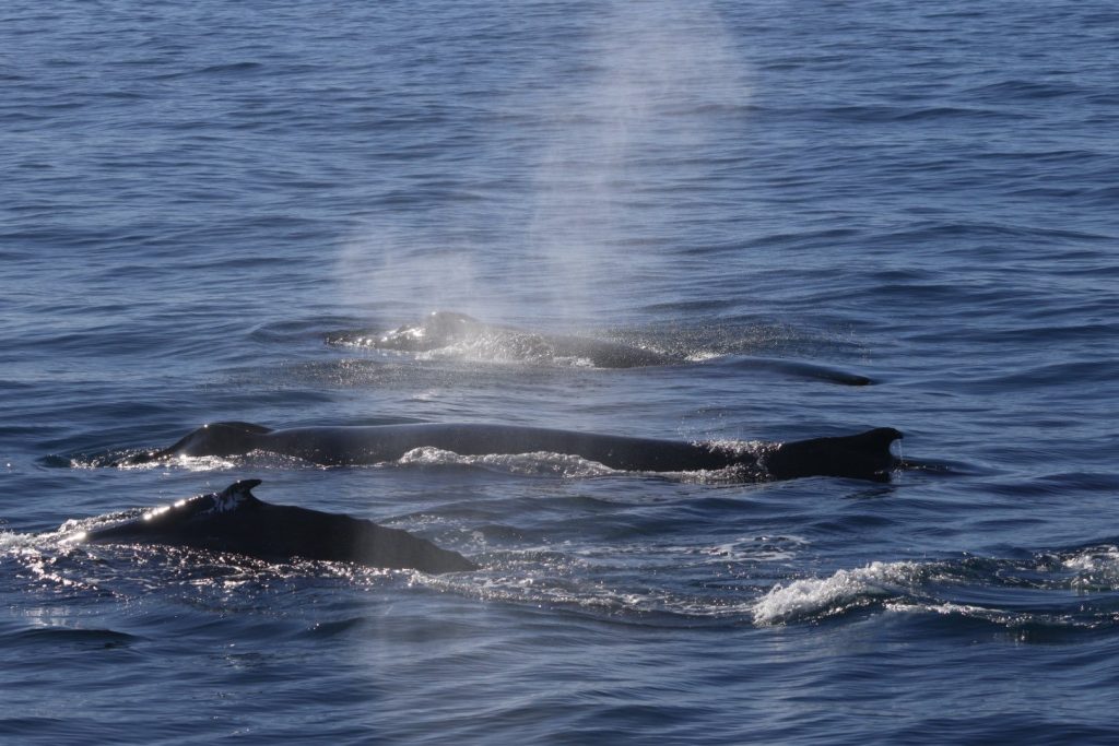 Humpback whales and calf gather together