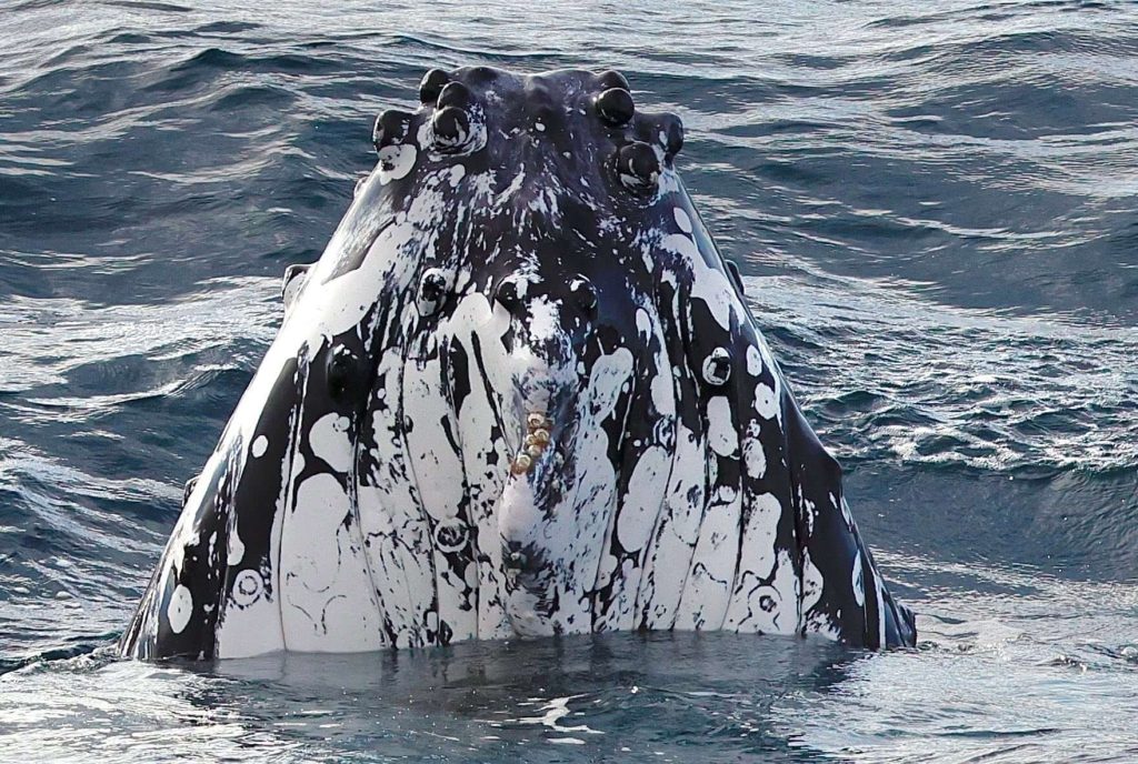 a humpback whale spyhopping at the surface of the ocean 