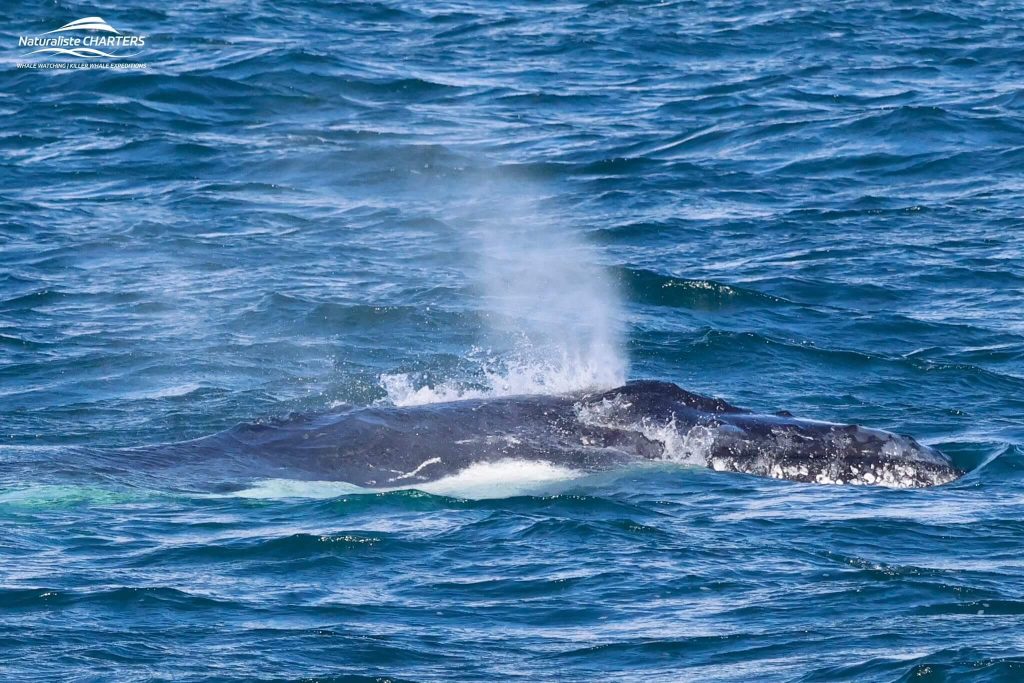 A humpback whale exhaling through its blowhole