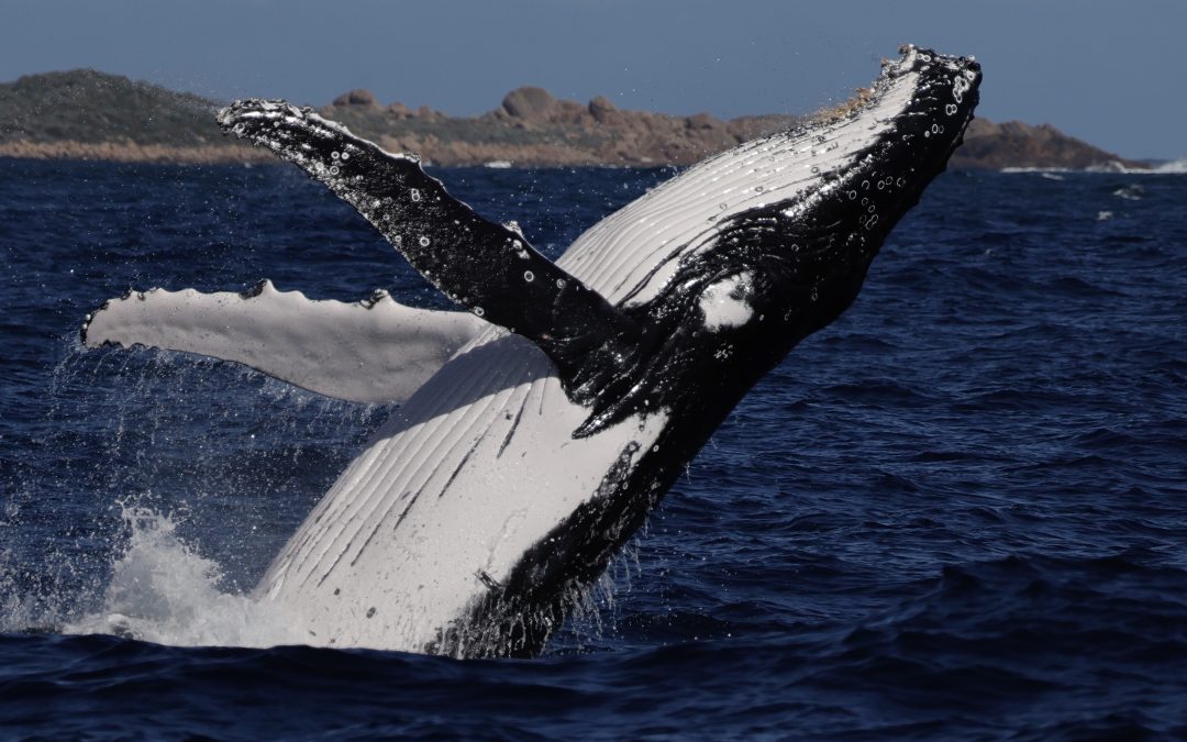 Discover Whale Anatomy