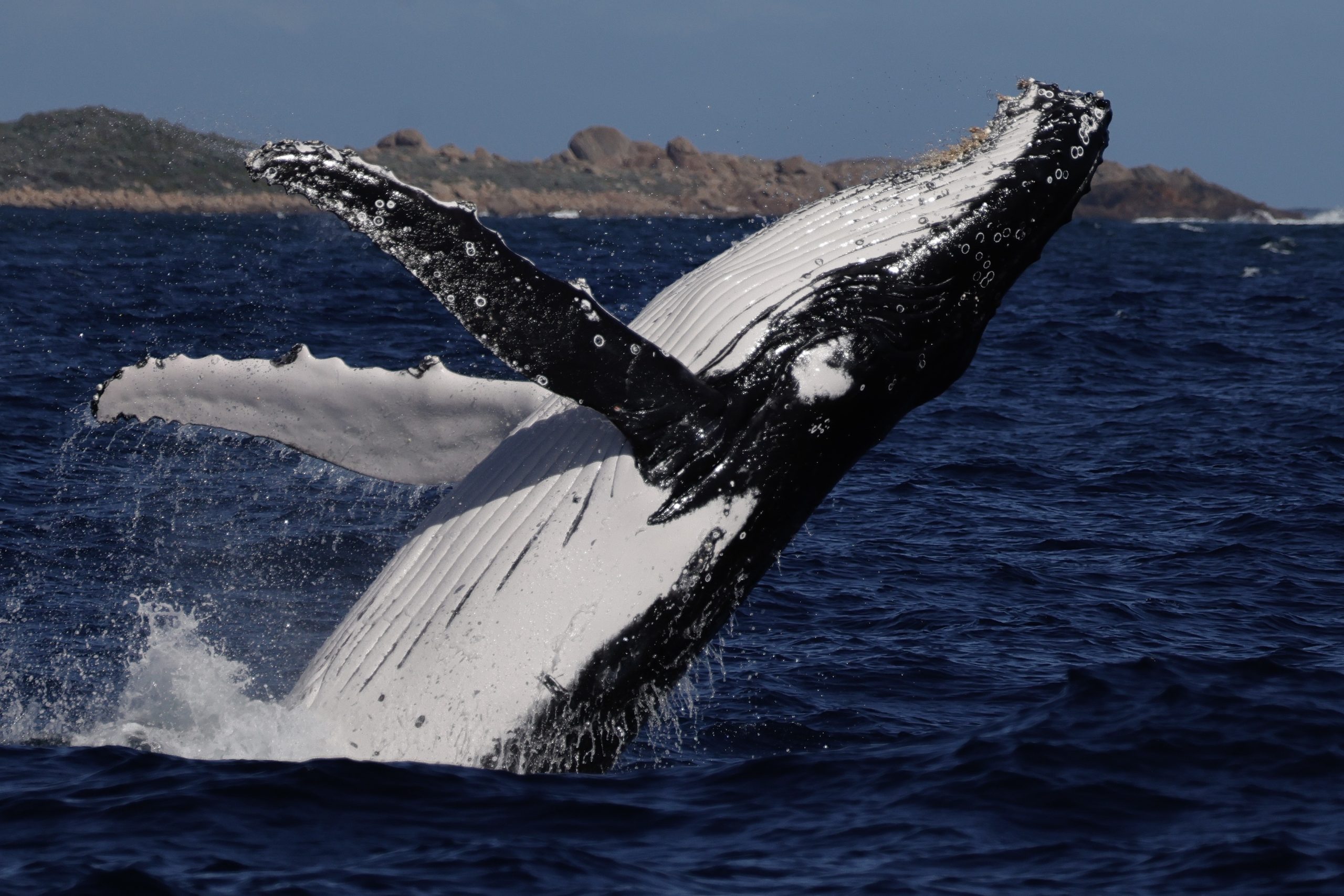 Discover Whale Anatomy