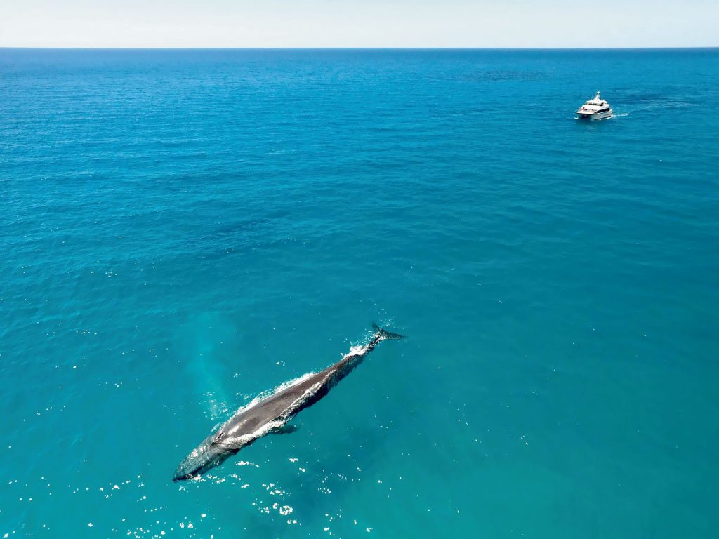 A blue whale in the calm turquoise coloured waters of Geographe Bay