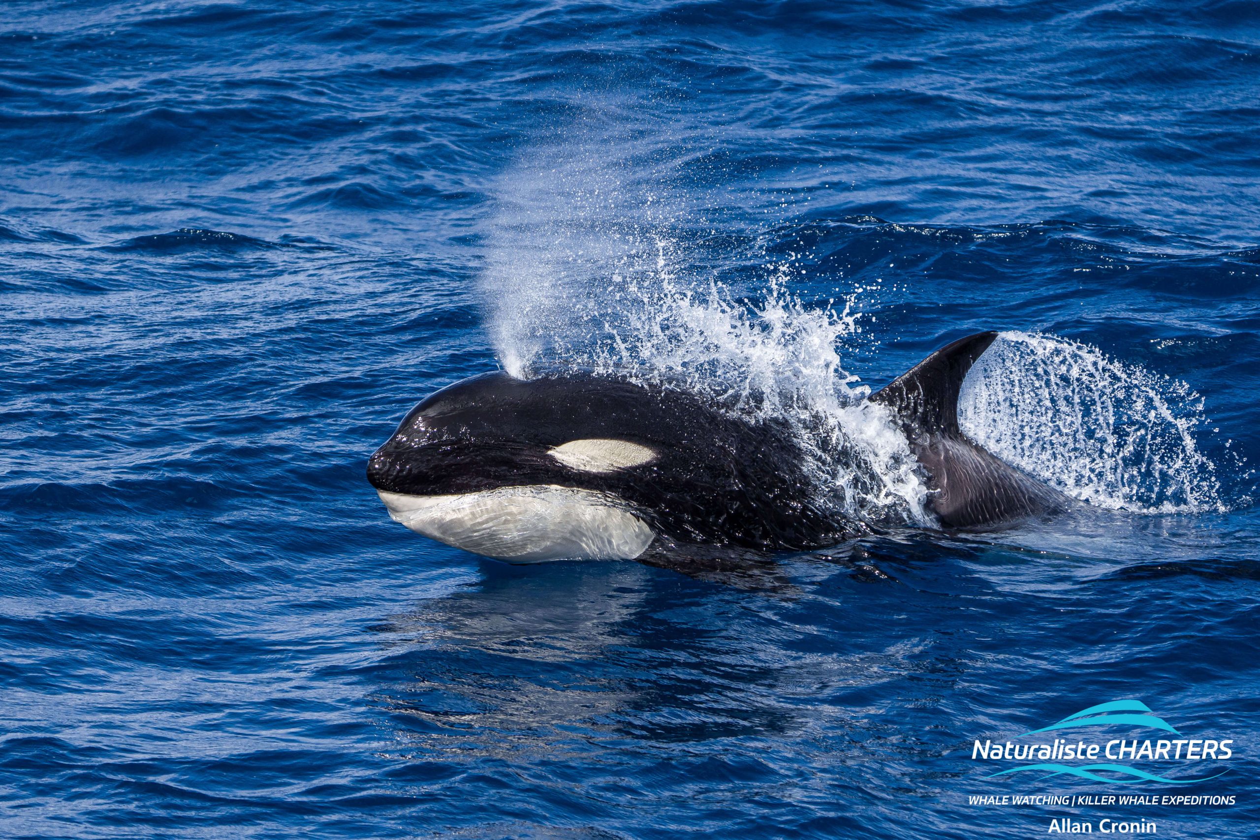 An Orca - Killer Whale breaching the deep blue ocean at speed 