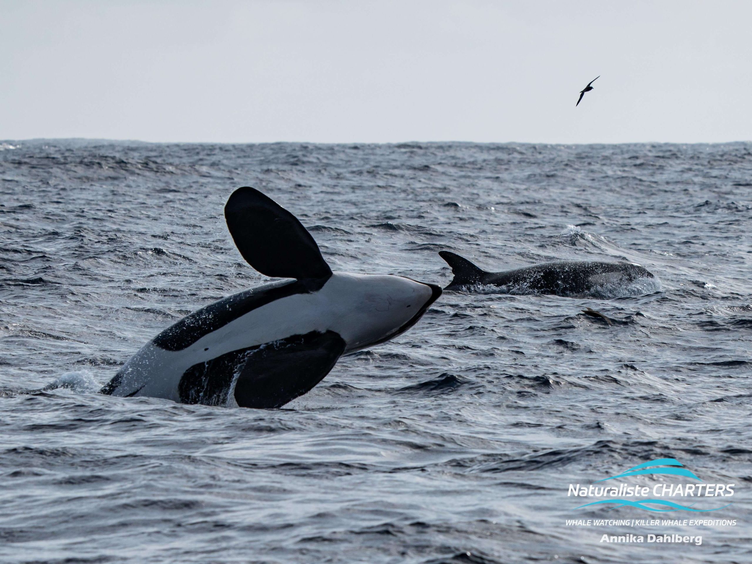 Killer whales breaching the ocean off Bremer Canyon in the south of Western Australia