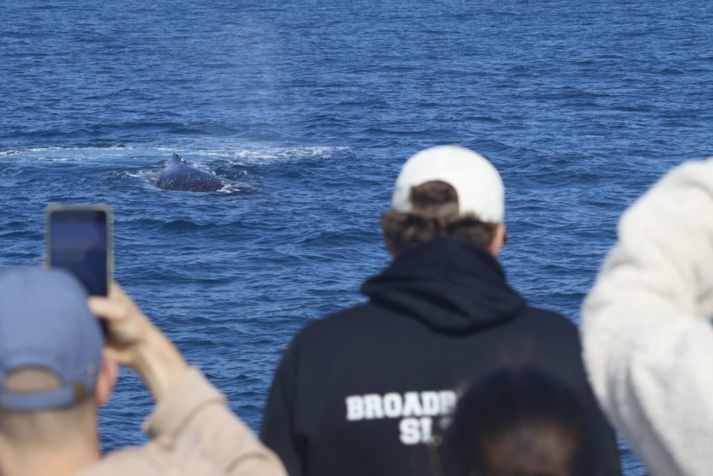 Naturaliste Charters Dunsborough Whale Watching tour shows passengers watching  logging humpback whale nearby