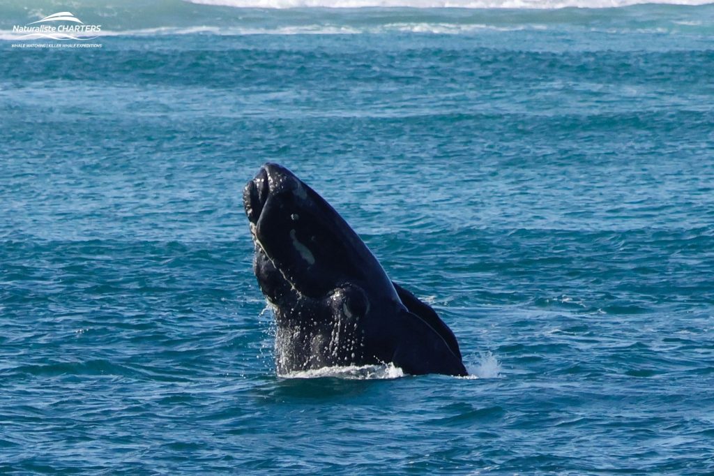 A Southern Right whale spyhops out of the ocean, watching the boat nearby