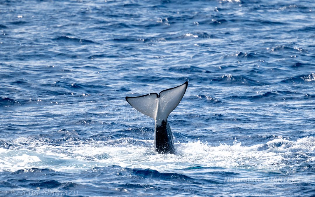 Bremer Canyon Killer Whales – Tail slaps and Belly Ups