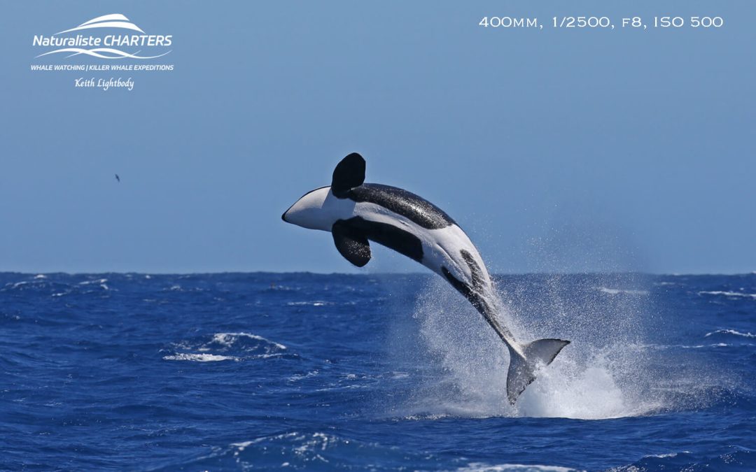 How to Photograph Whales Like a Pro