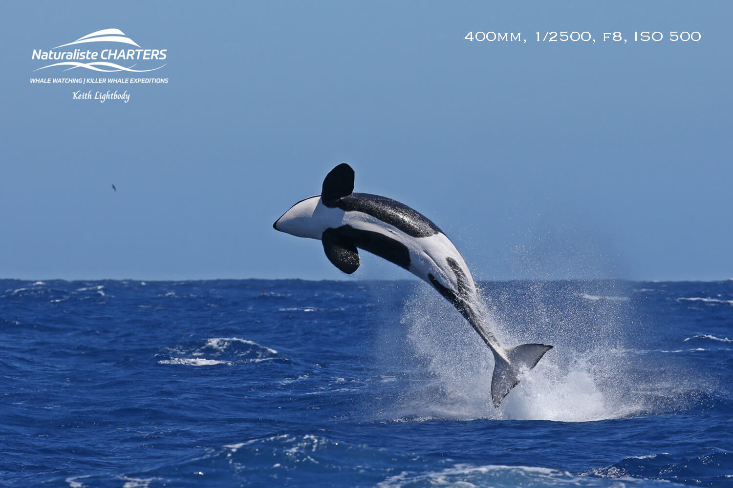 How to Photograph Whales Like a Pro