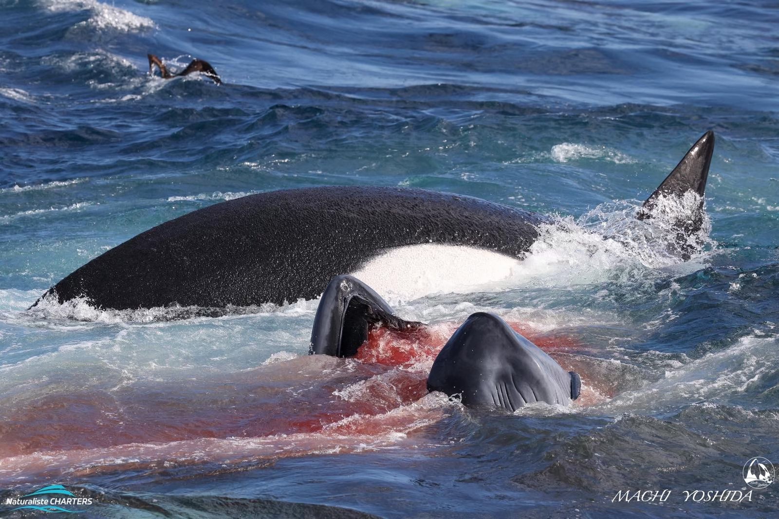 Unveiling Orca Diets – Bremer Sub-Basin Sampling Project