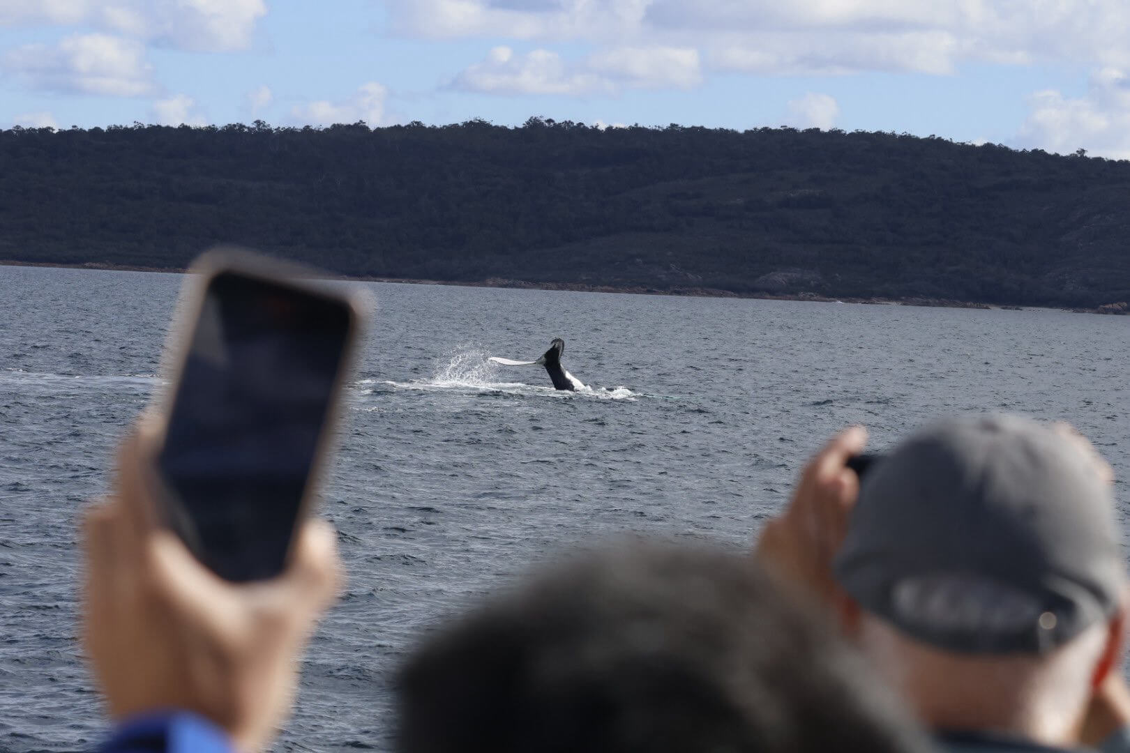 Whale Watching from Dunsborough onboard Naturaliste Charters passengers wave and take photos of a whale