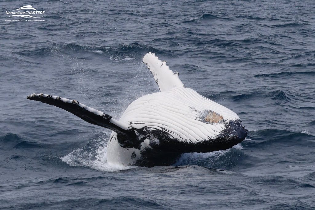 A complete backward flip of a humpback whale reveals the line white of its belly in Geographe Bay Dunsborough