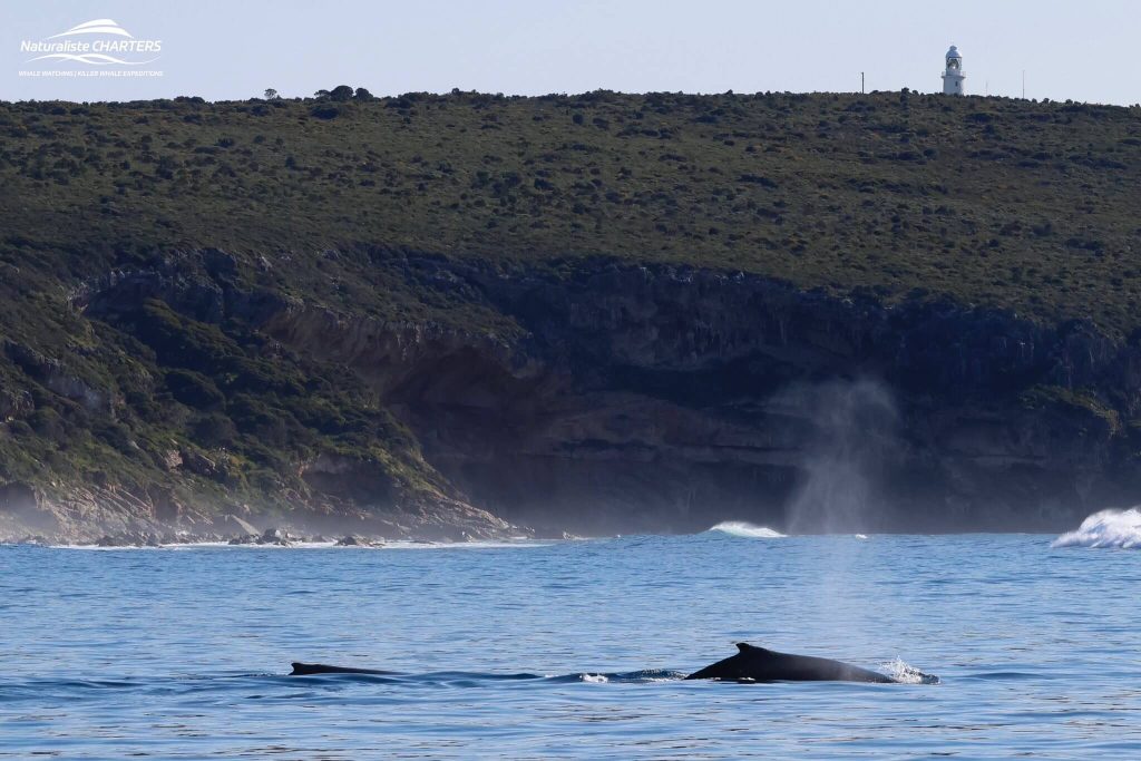 A sighting of a humpback whale with the Naturaliste Lighthouse in the background on a Naturaliste Charters Whale Watching tour from Dunsborough