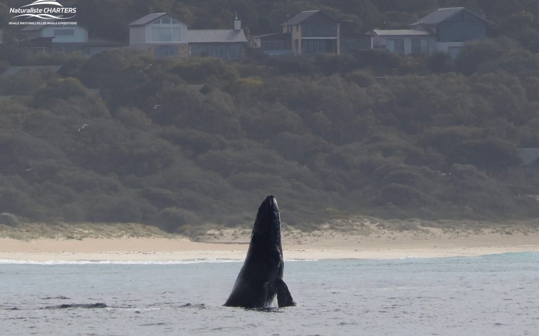 Dunsborough – The Perfect Whale Watching Holiday Destination