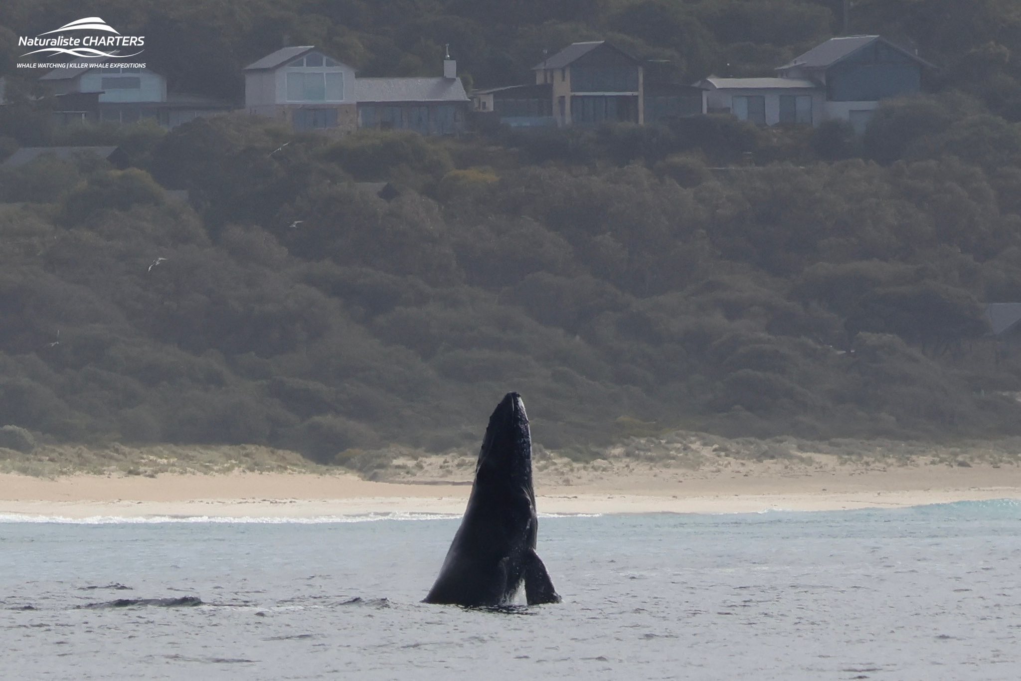 Dunsborough – The Perfect Whale Watching Holiday Destination