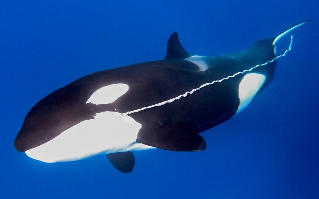 Unveiling Orca Diets – Bremer Sub-Basin Sampling Project