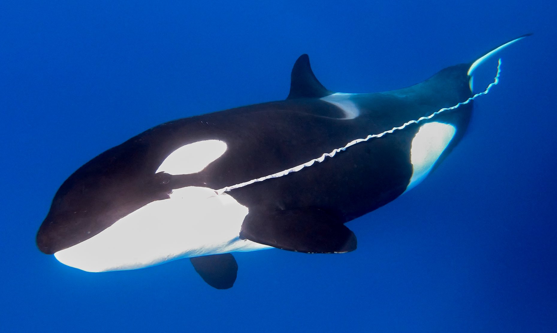 Unveiling Orca Diets – Bremer Sub-Basin Sampling Project