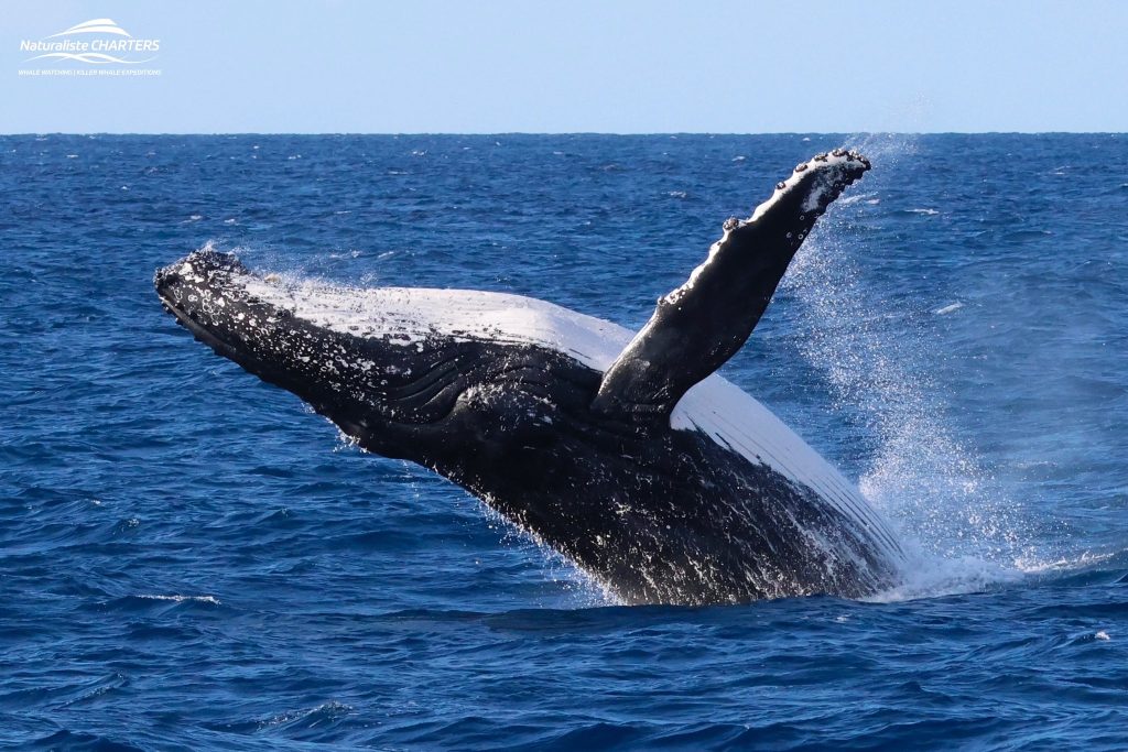 A breaching humpback whale surges out of the ocean near Dunsborough