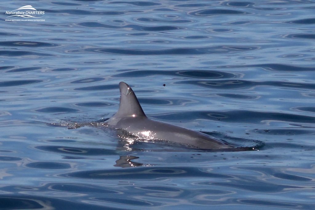 A dolphin visits a whale watching charter with Naturaliste Charters off the coast of Dunsborough