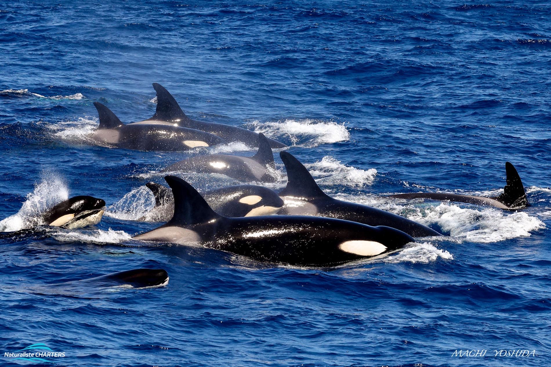 Orca (Killer Whale) Life Cycle