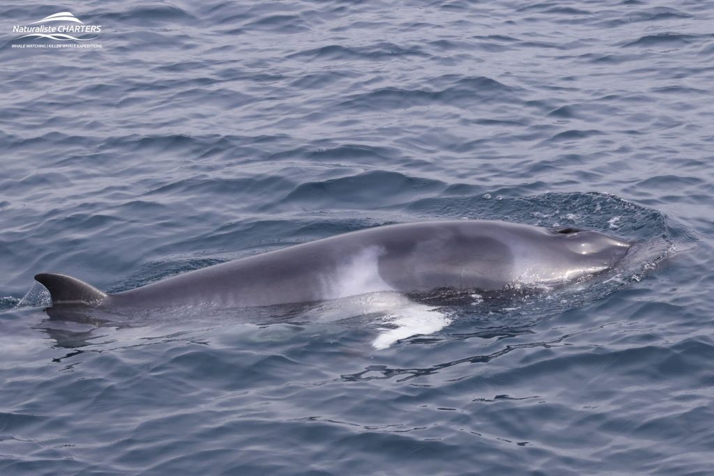 Sighting of a dwarf minke whale in Geographe Bay Western Australia