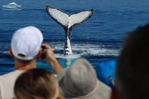 Passengers on a Naturaliste Charters whale watching tour in Dunsborough enjoy whale sightings