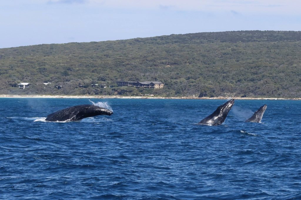 Triple humpback whale breach during Naturaliste Charters tour