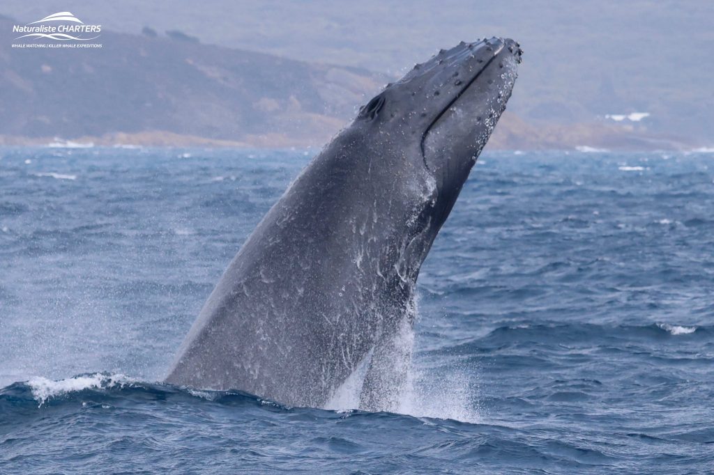 Happy humpback whale off coast of Dunsborugh during whale watching tour