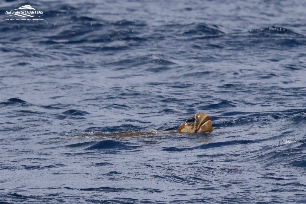 A rare sighting of a loggerhead turtle from Naturaliste Charters Whale Watching Eco Tour