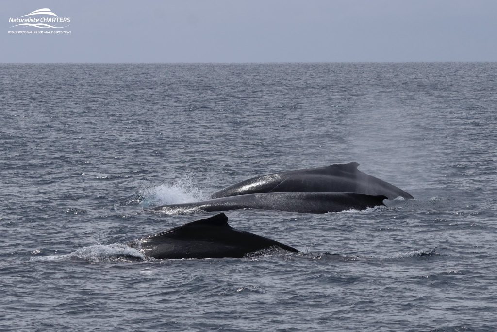 Humpback whale and calf in Geographe Bay WA