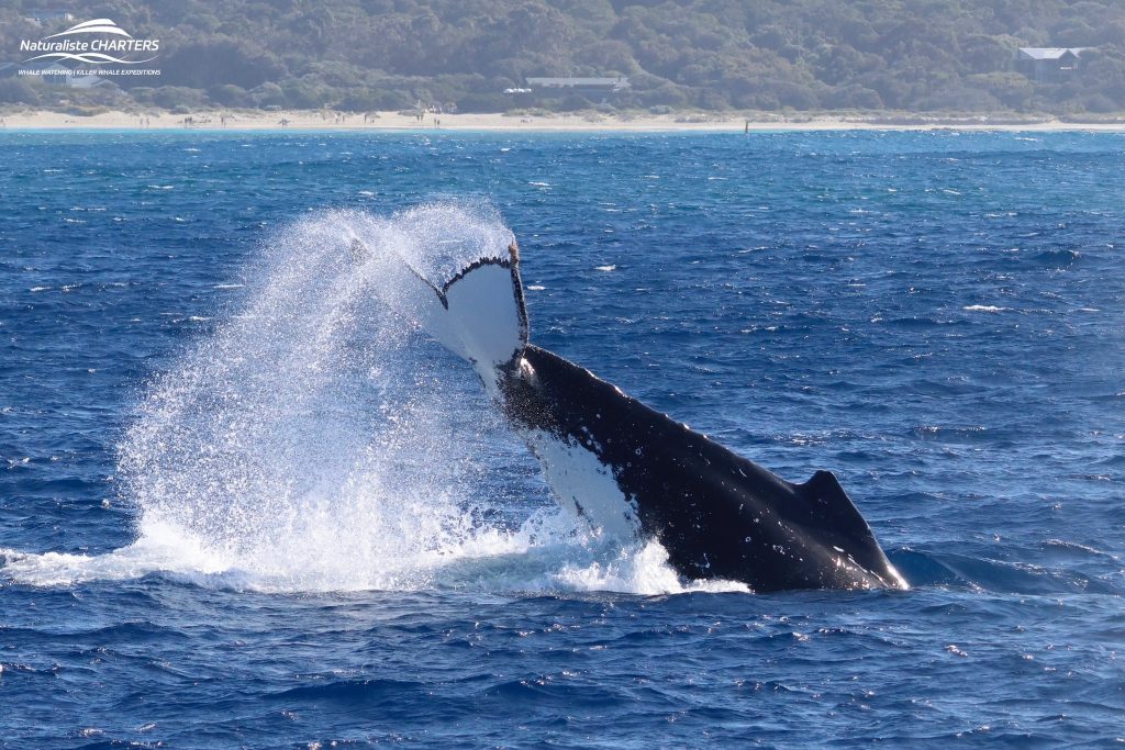Calm waters tail slapping by a humpback whale