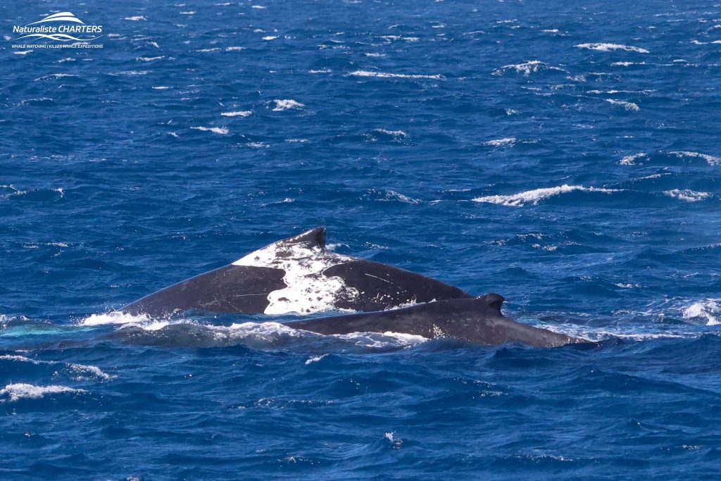 Hypopigmented humpback whale seen on a Naturaliste Charters Dunsborough Tour