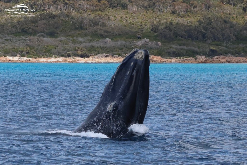 A great southern whale spyhop near the shores of Dunsborough WA