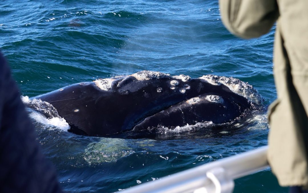 Understanding Whale Callosities
