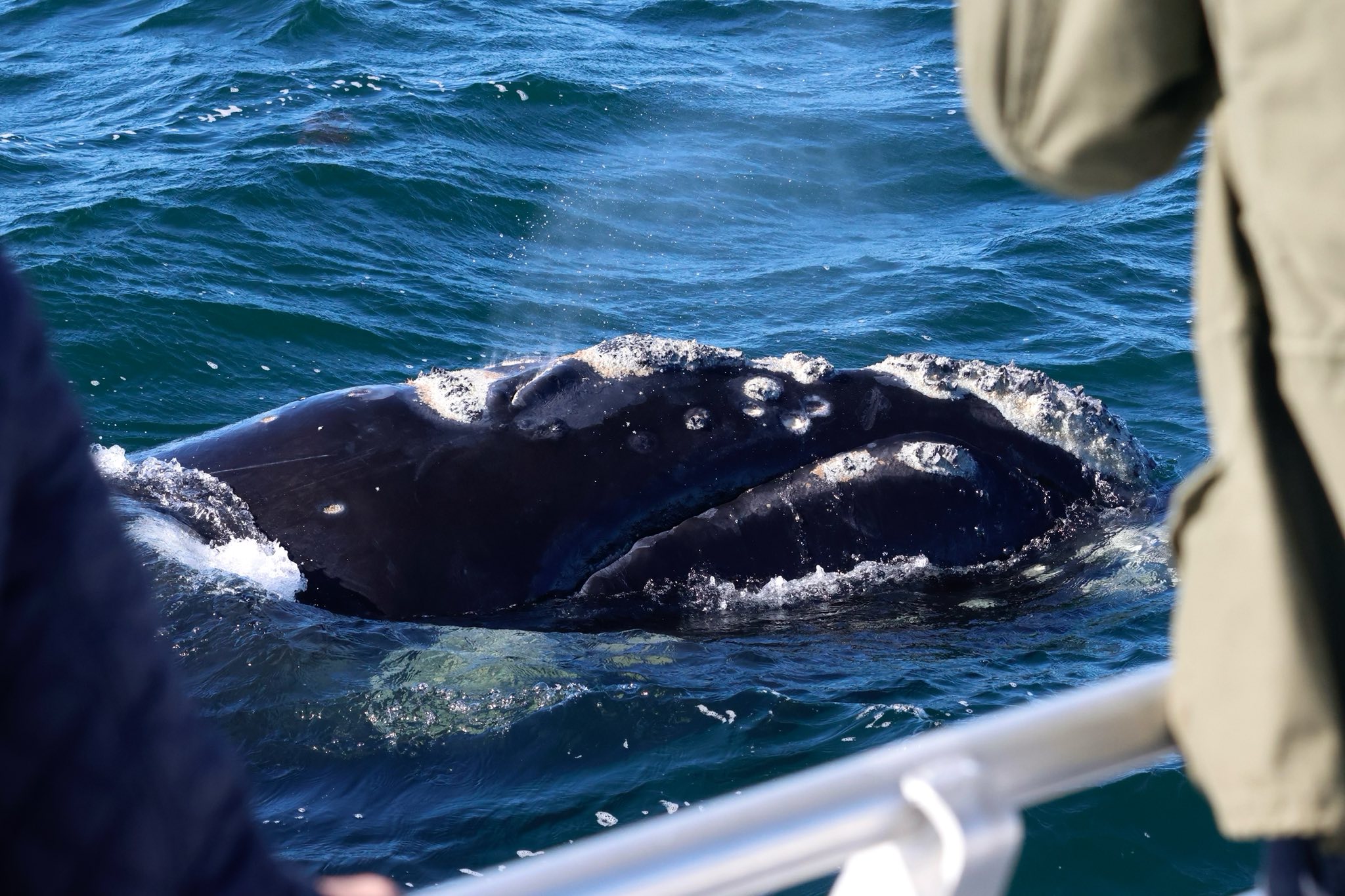 Understanding Whale Callosities